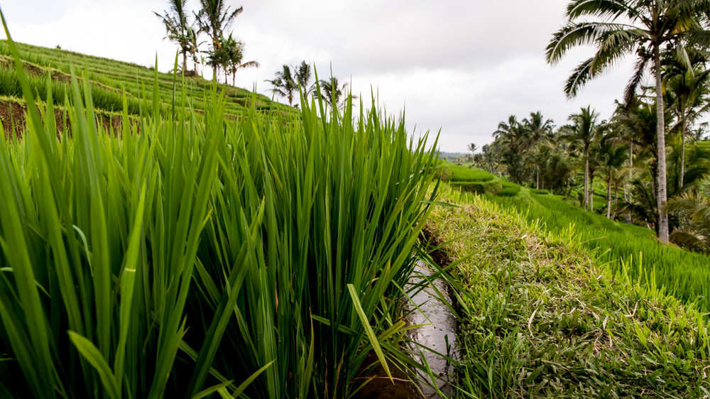 Najpiekniejsze Tarasy Ryżowe Bali-10