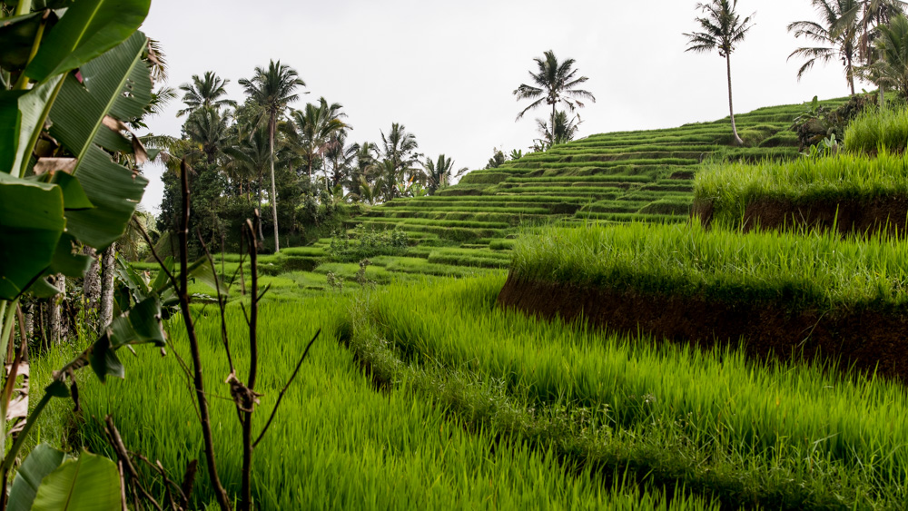 Najpiekniejsze Tarasy Ryżowe Bali-12