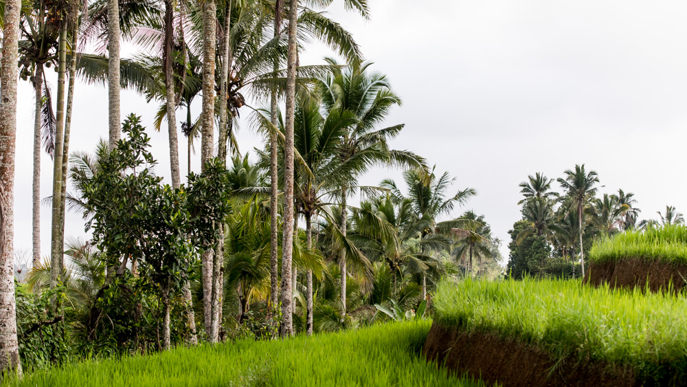 Najpiekniejsze Tarasy Ryżowe Bali-13