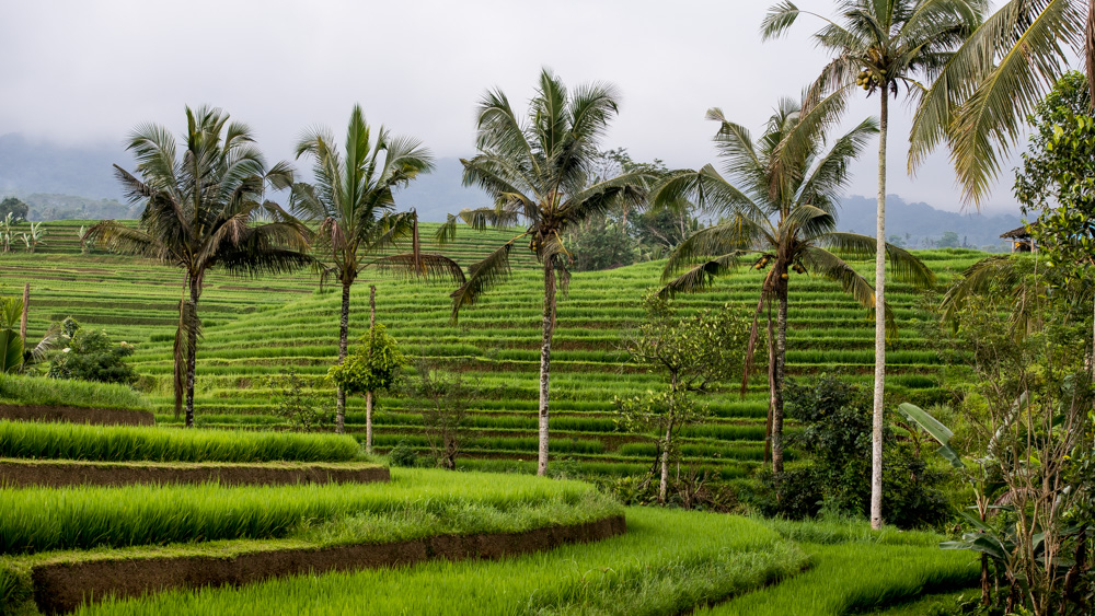 Najpiekniejsze Tarasy Ryżowe Bali-15