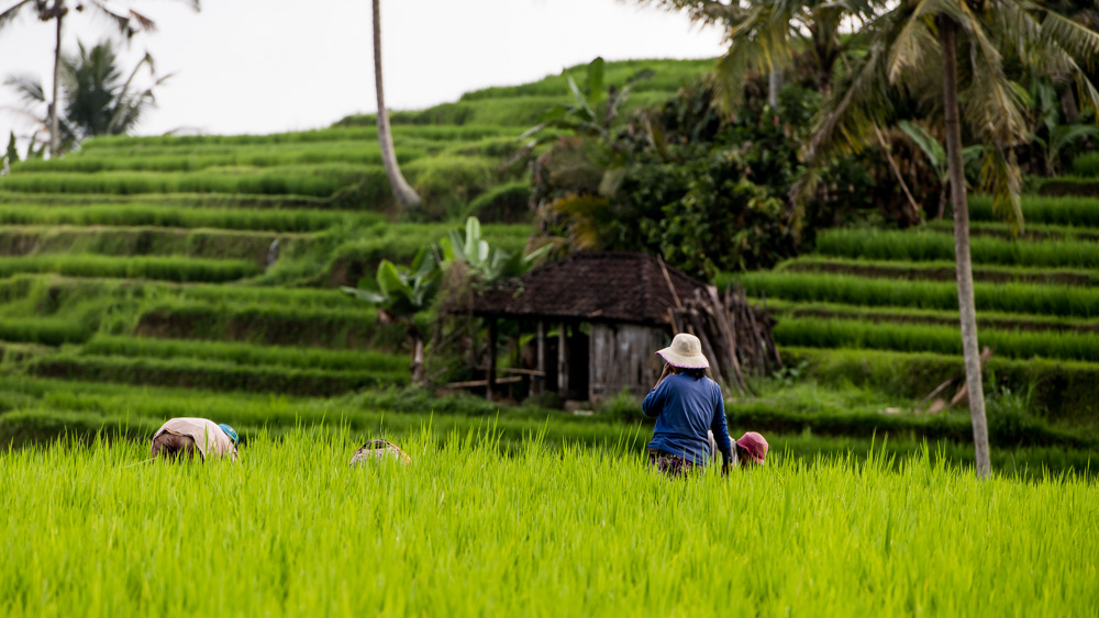 Najpiekniejsze Tarasy Ryżowe Bali-16