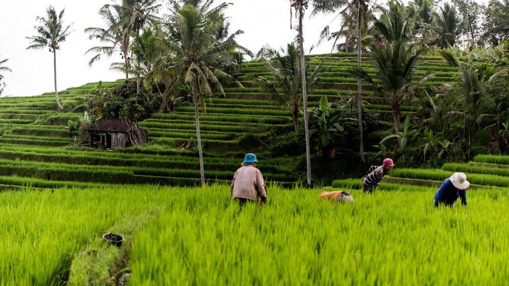 Najpiekniejsze Tarasy Ryżowe Bali-18