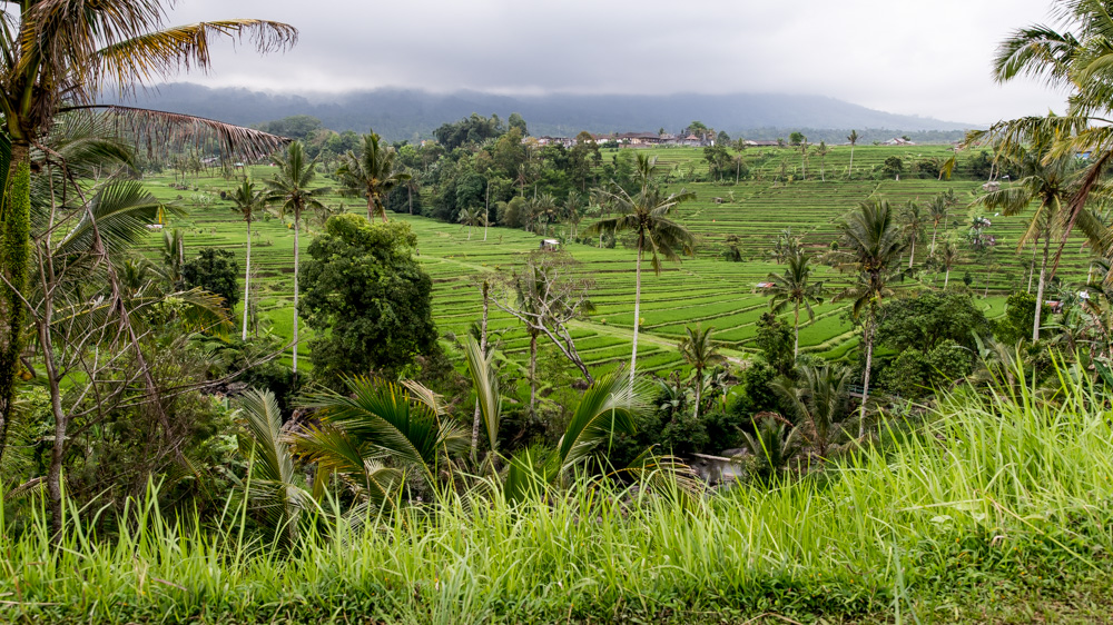 Najpiekniejsze Tarasy Ryżowe Bali-2