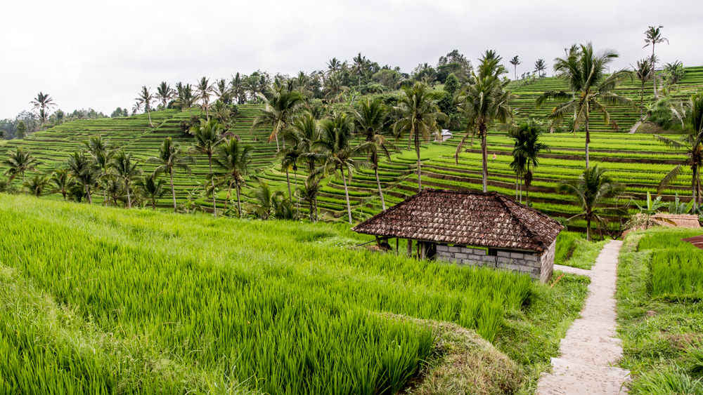 Najpiekniejsze Tarasy Ryżowe Bali-3