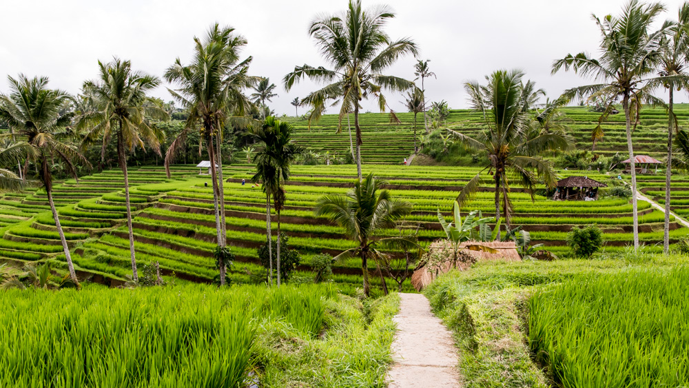 Najpiekniejsze Tarasy Ryżowe Bali-4