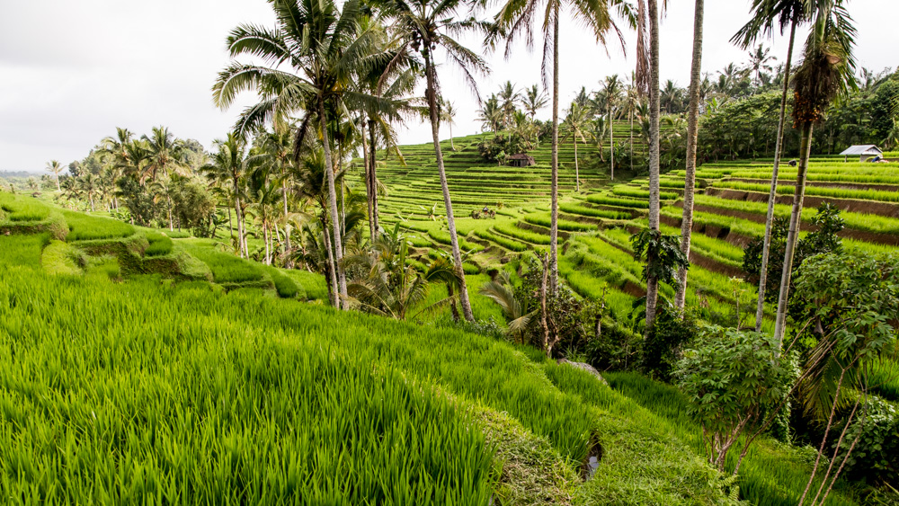 Najpiekniejsze Tarasy Ryżowe Bali-7