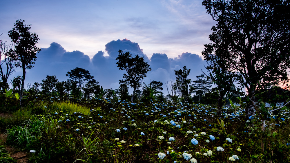 Pola hortensji Bali-1