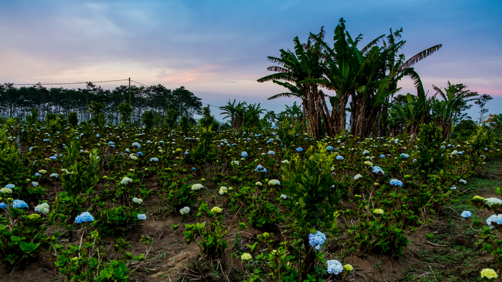 Pola hortensji Bali-2