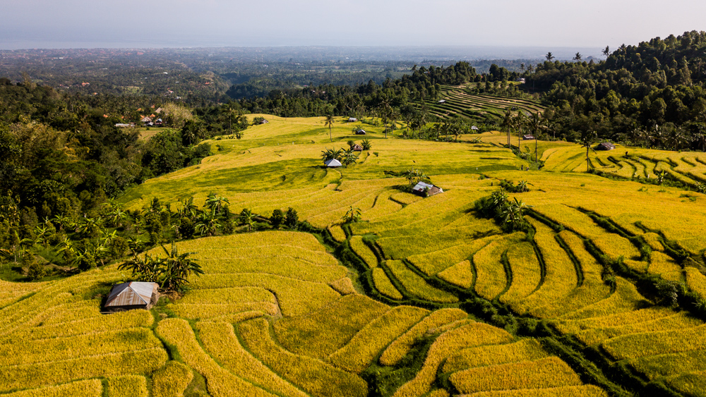 The Secret Gardens of Sambangan-1-2