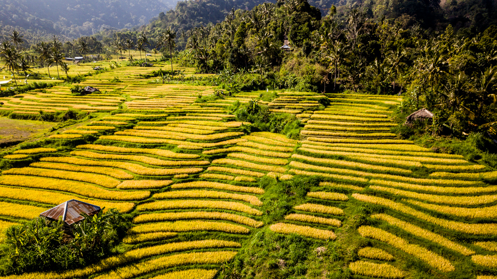 The Secret Gardens of Sambangan-1-3