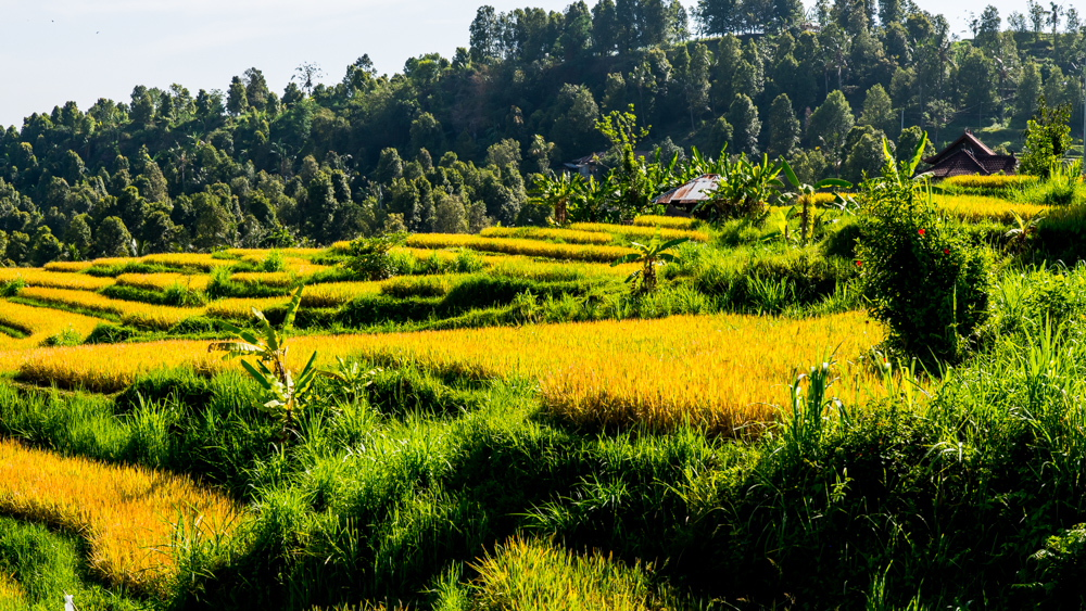 The Secret Gardens of Sambangan-4