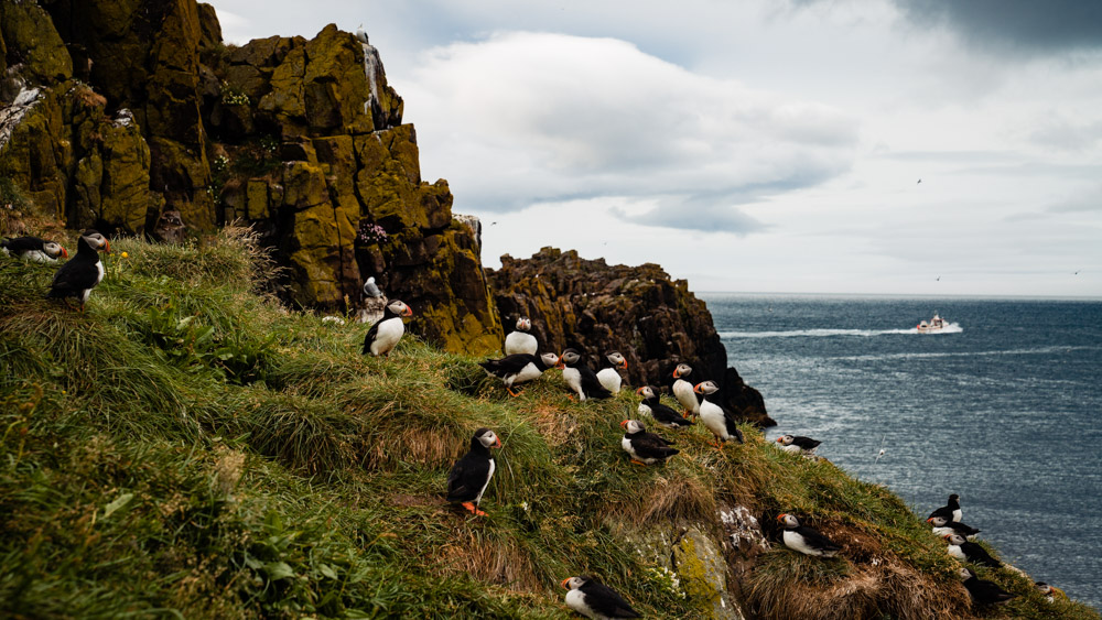 islandia maskonury