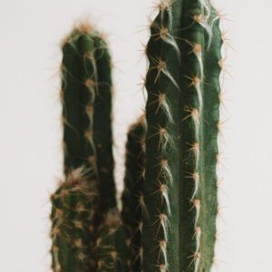 Plakat kaktus na sciane