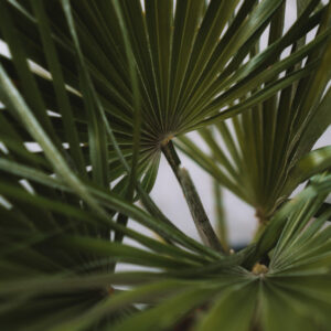 liscie zielone, palma