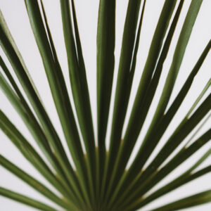 Lisc palmy zielony