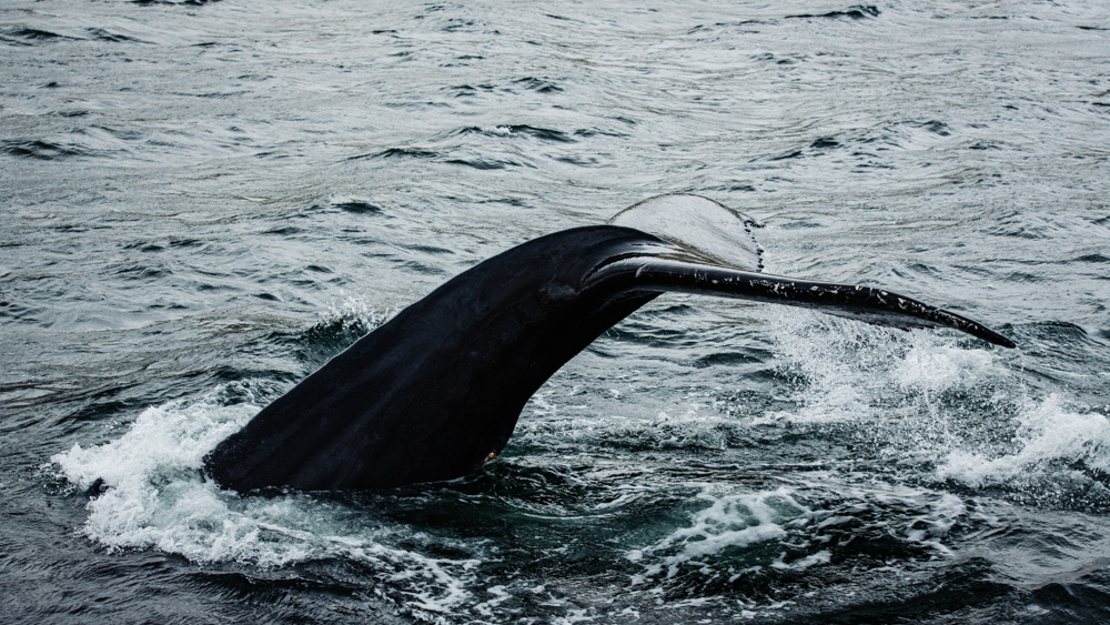 gdzie najlepiej obserwowac wieloryby na islandii