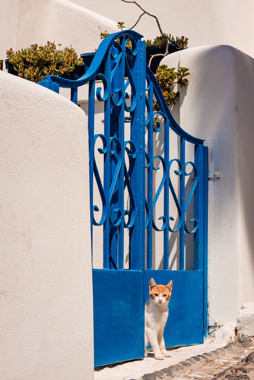 Koty na Santorini