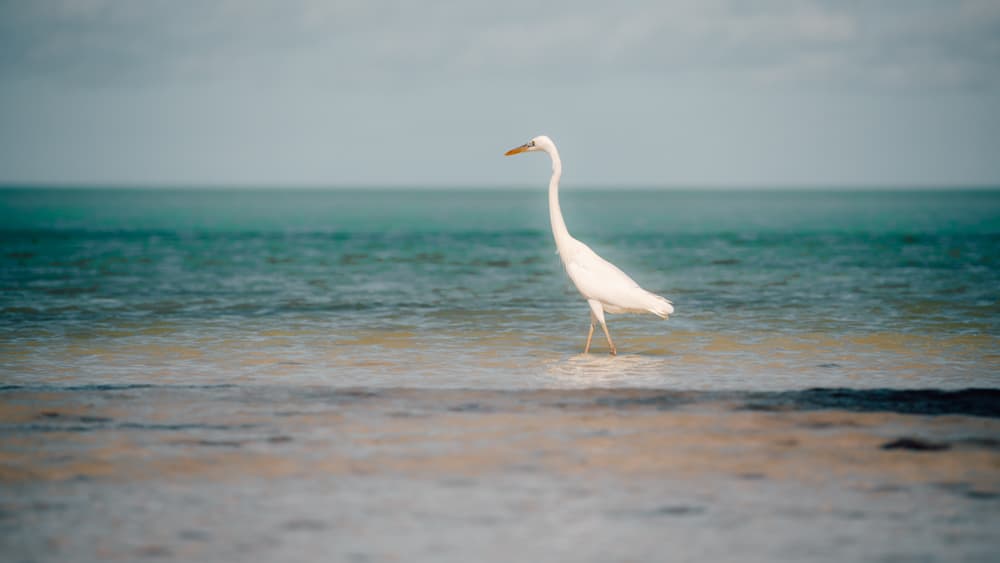 Najpiekniejsze miejsca na Holbox - Meksyk