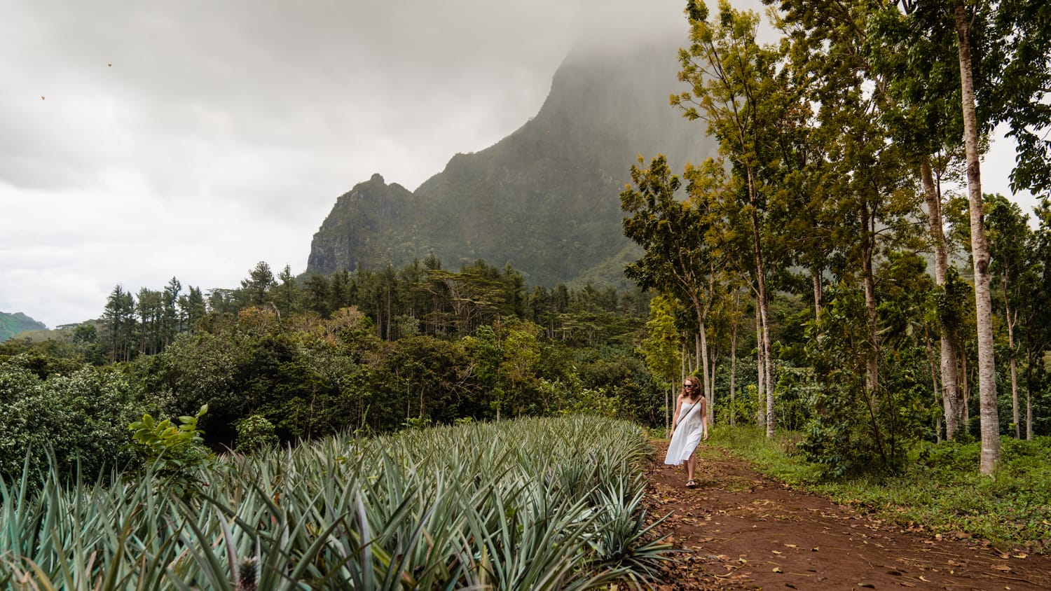 Pola ananasowe Moorea