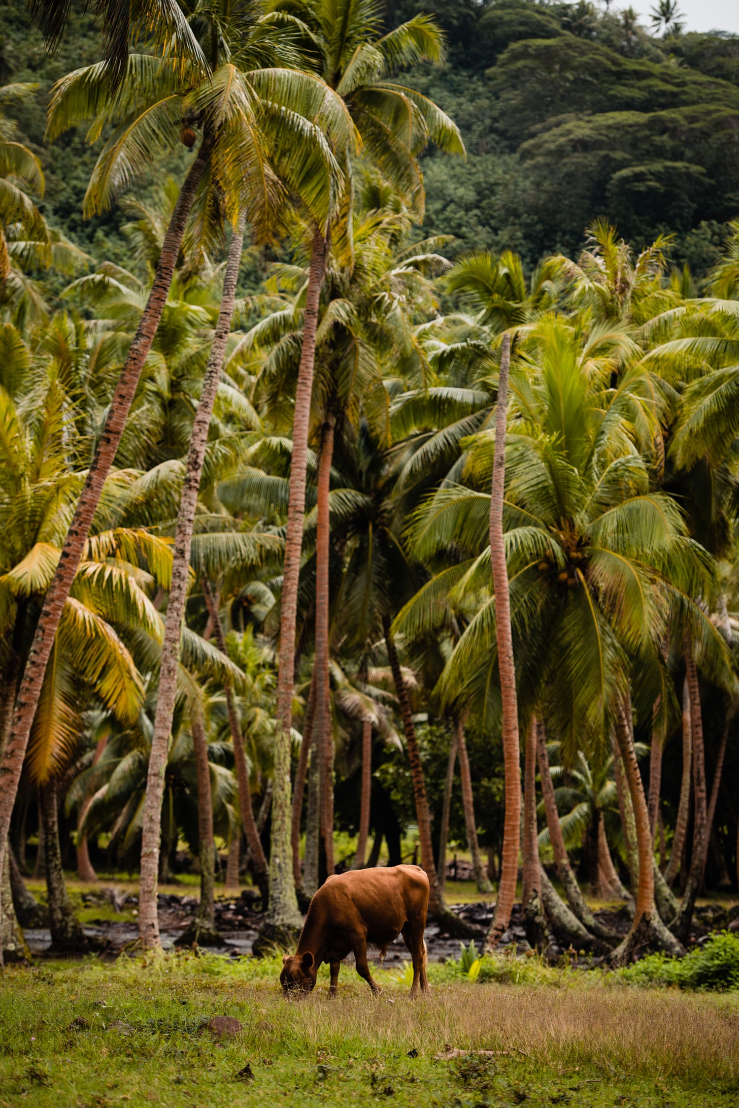 Przyroda na Polinezji Huahine