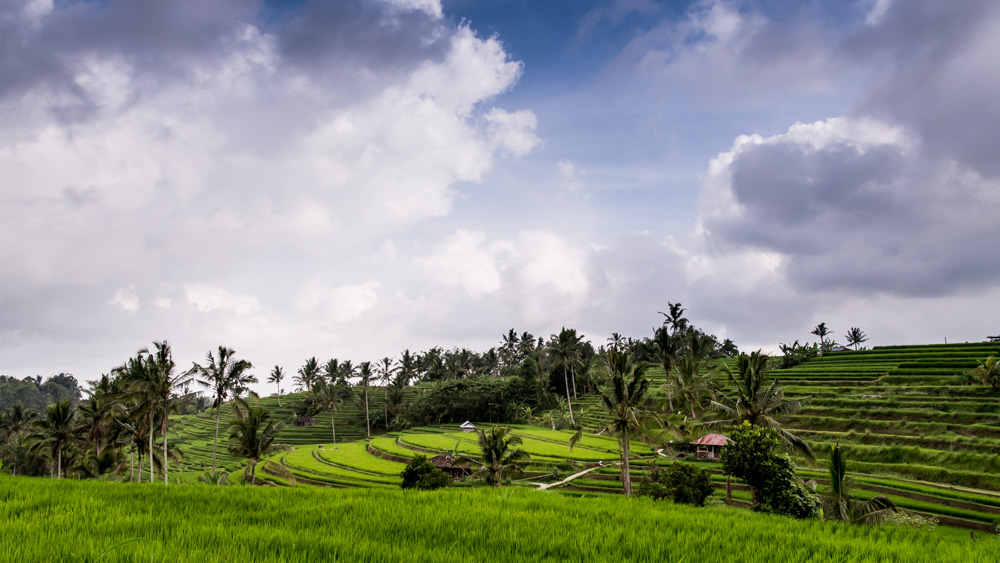 Tarasy Ryżowe Jatiluwih-24