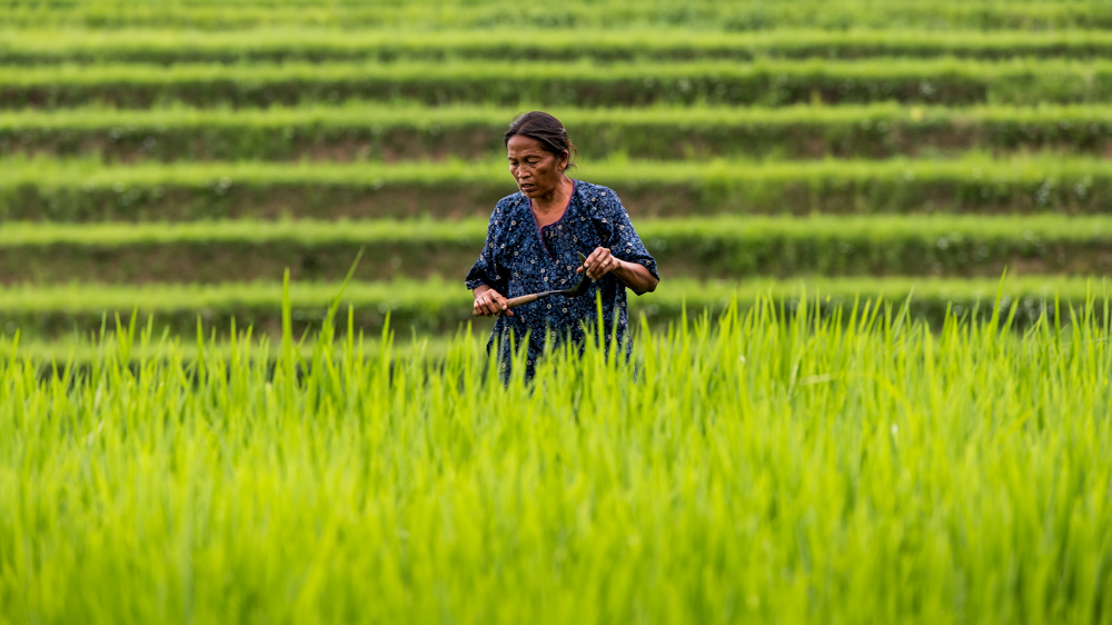 Tarasy Ryżowe Jatiluwih-21