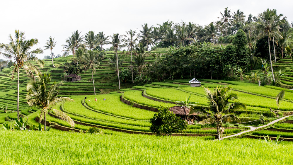 Tarasy Ryżowe Jatiluwih-23