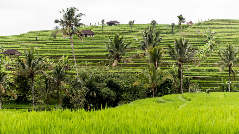 Tarasy Ryżowe Jatiluwih-19