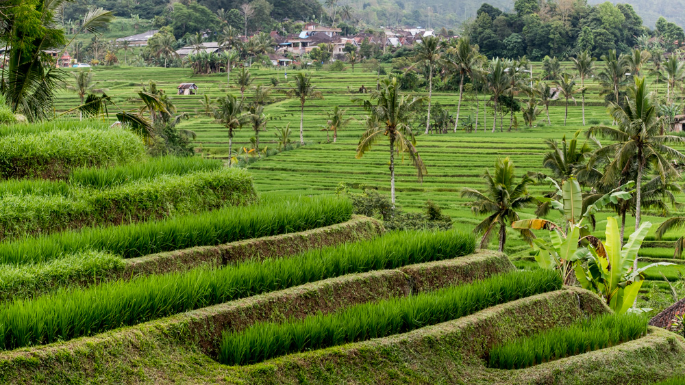 Tarasy Ryżowe Jatiluwih-13