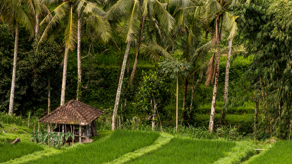 Tarasy Ryżowe Jatiluwih-6