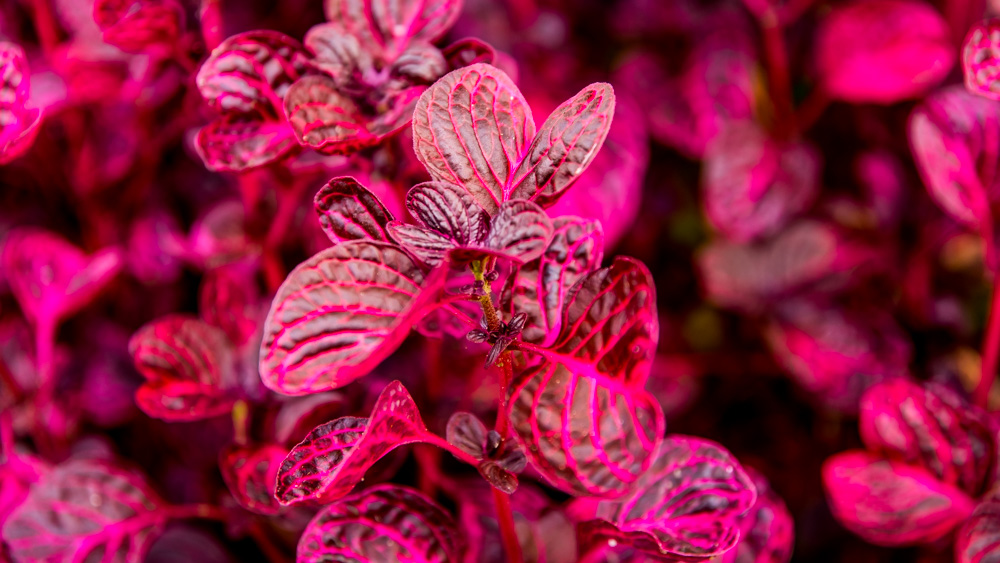 Świątynia Pura Ulun Danu Bratan-9