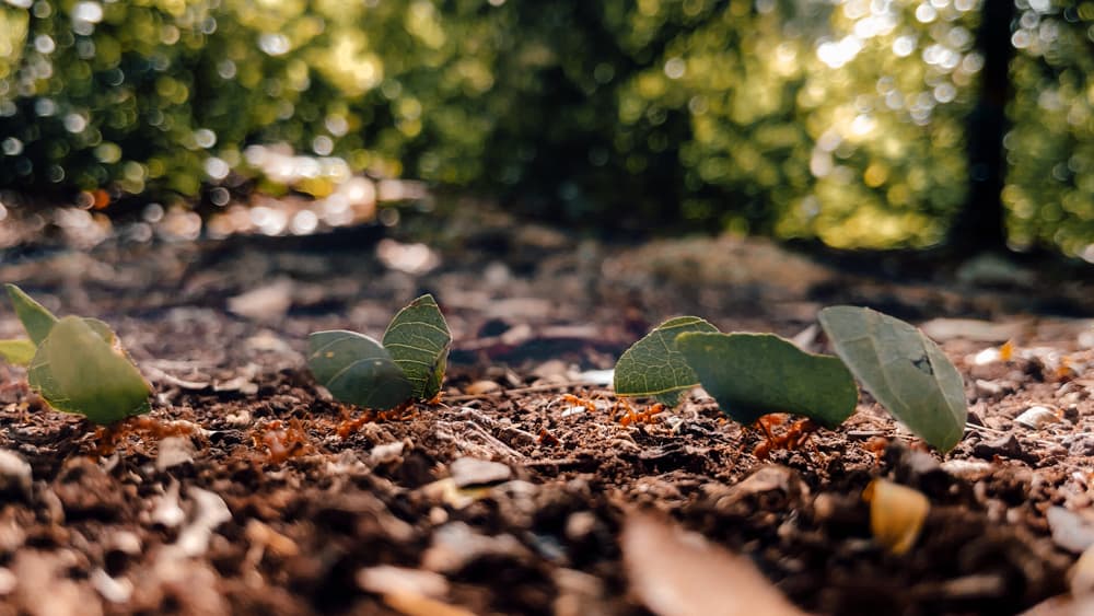 Co robić - zobaczyć w Valladolid - Meksyk - najpiękniejsze miejsca
