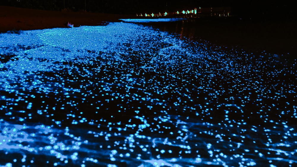 isla holbox meksyk co robic i zobaczyc przydatne informacje 13