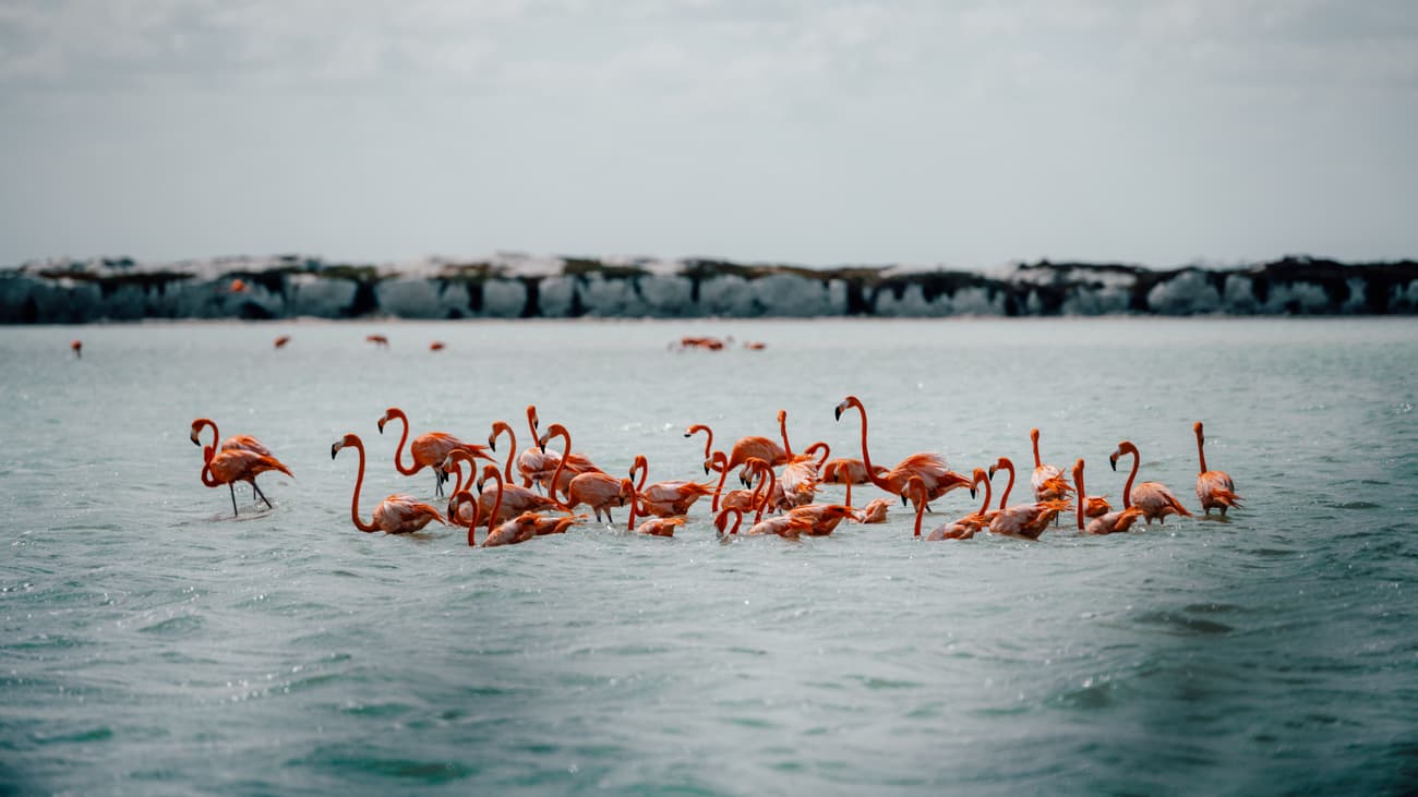 Rozowe jeziora na Jukatanie w meksyku