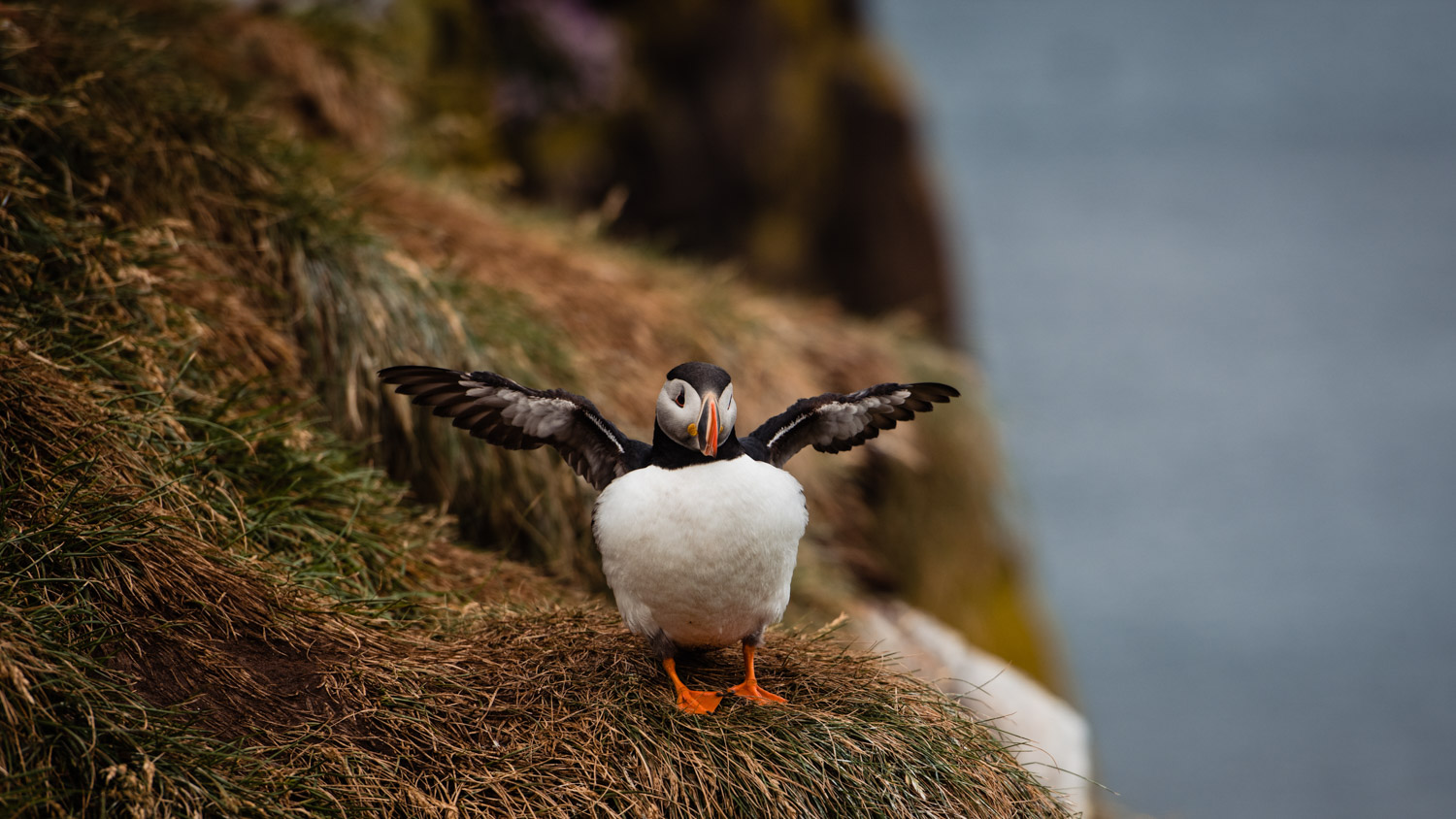 maskonury na islandii kiedy i gdzie najlepiej je zobaczyc 01