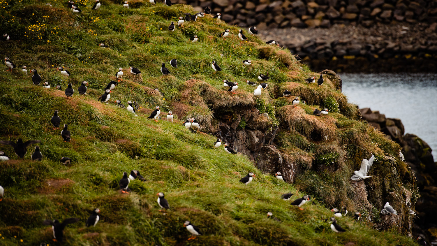 maskonury na islandii kiedy i gdzie najlepiej je zobaczyc 04