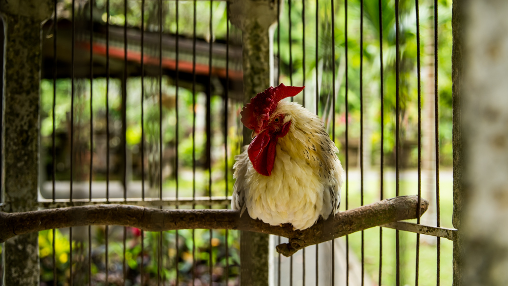 Świątynia Pura Gunung Kawi Sebatu-5