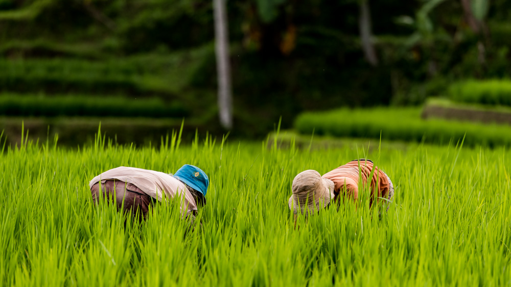 Najpiekniejsze Tarasy Ryżowe Bali-19