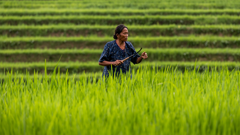 Tarasy Ryżowe Jalutiwig-20