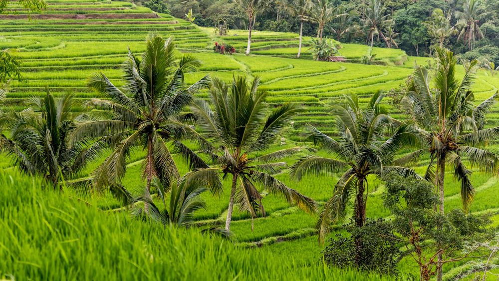 Tarasy Ryżowe Jalutiwig-11