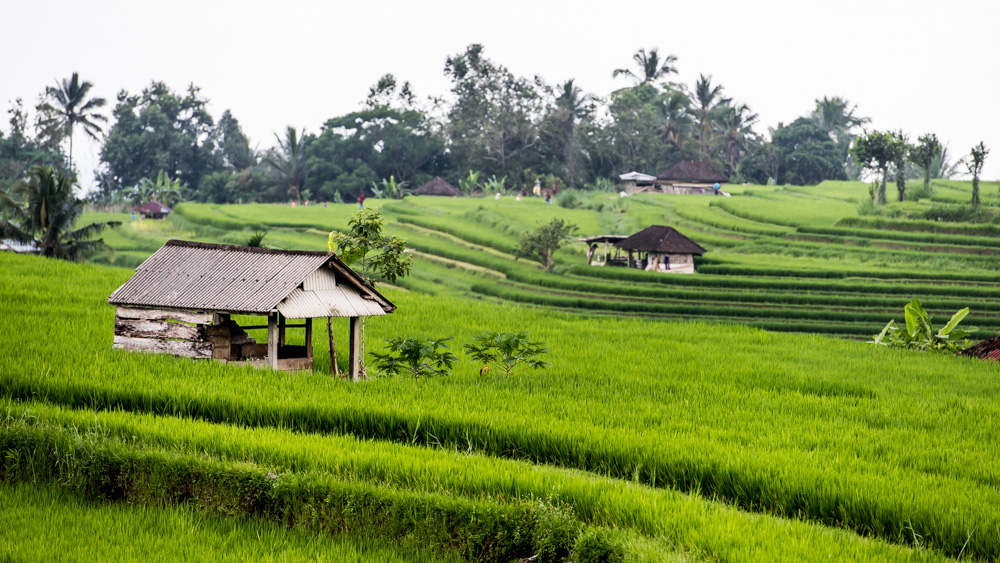 Tarasy Ryżowe Jalutiwig-9