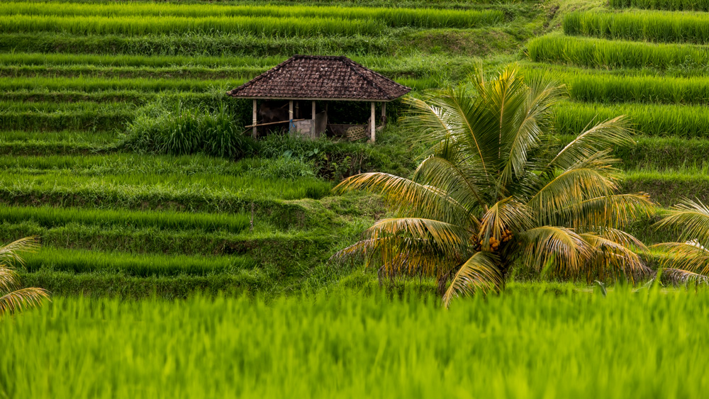 Tarasy Ryżowe Jalutiwig-8