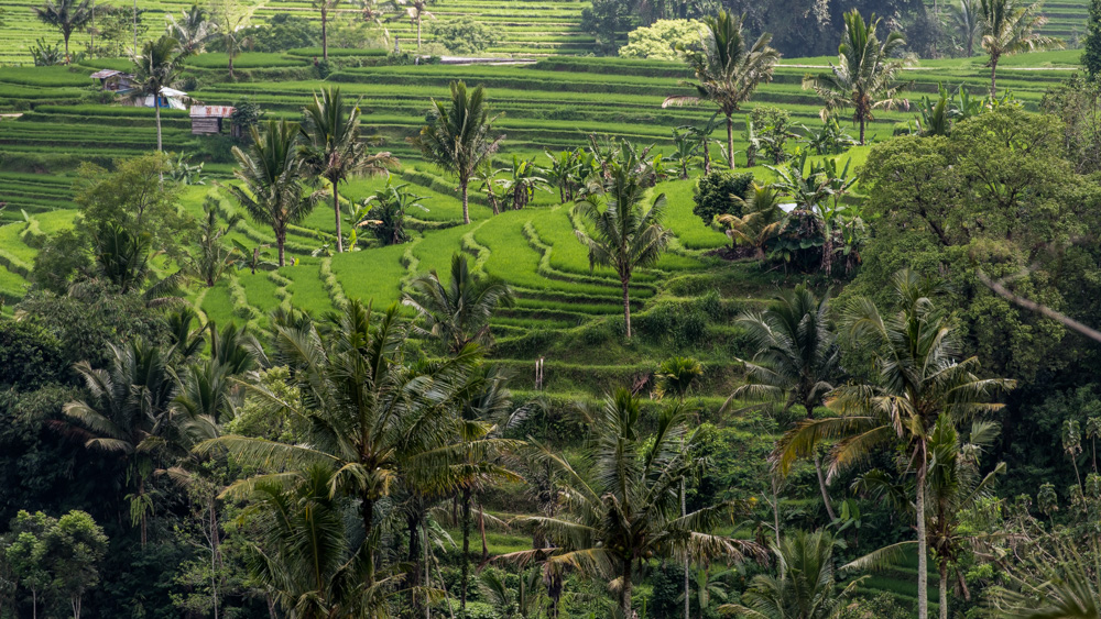 Tarasy Ryżowe Jalutiwig-4