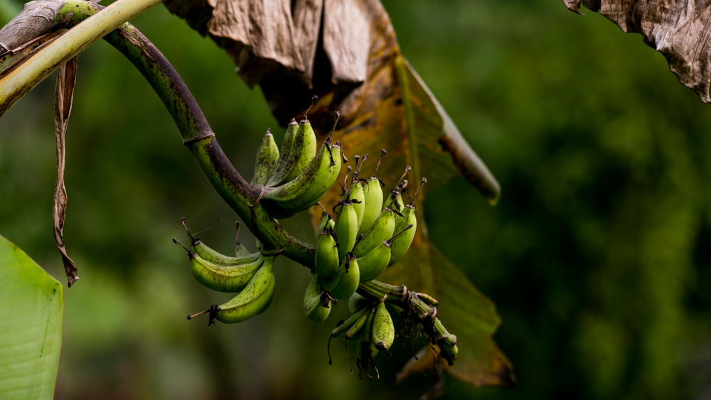 Najpiekniejsze Tarasy Ryżowe Bali-24
