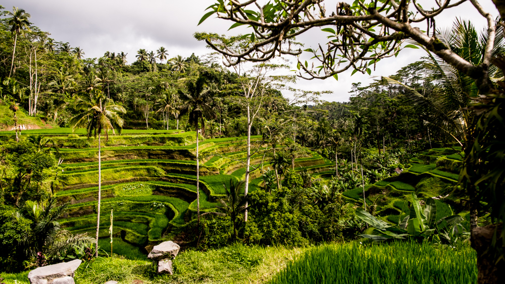 Tarasy ryzowe Tegallang-3