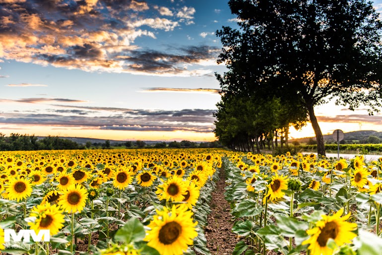 abbaye montmajour pont du gard 59