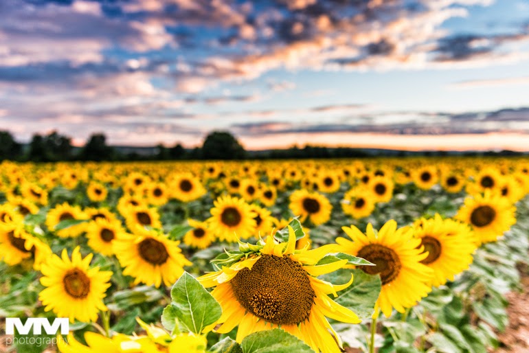 abbaye montmajour pont du gard 60