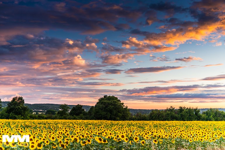 abbaye montmajour pont du gard 61