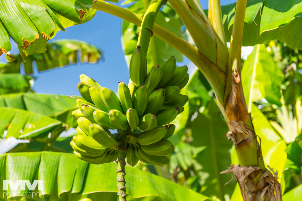 baracoa rzeka yumuri 02