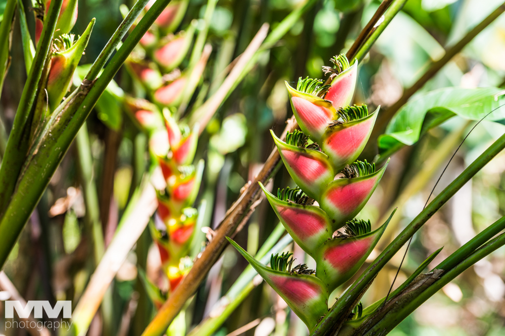 baracoa rzeka yumuri 06